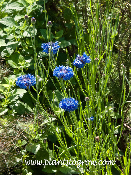 True blue flower color.